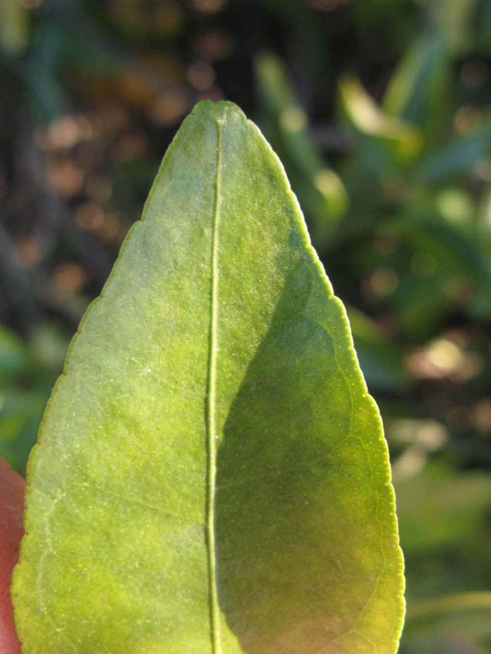              Margin (Winter Haven, FL)       